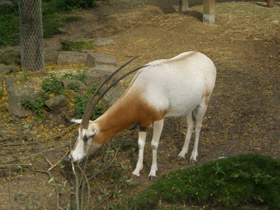 Фото Orix blanco