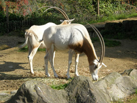 Фото Orix blanco