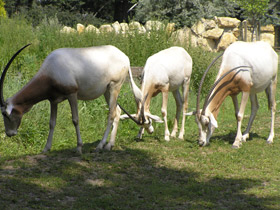 Фото Orix blanco