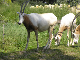 Фото Orix blanco