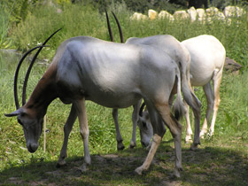 Фото Orix blanco