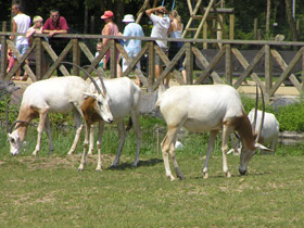 Фото Orix blanco