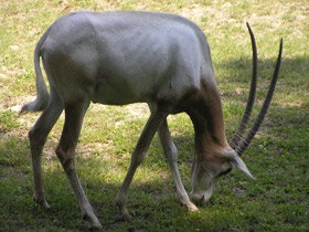 Фото Orix blanco