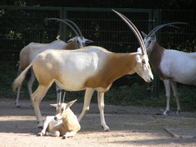 Фото Orix blanco