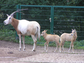 Фото Orix blanco