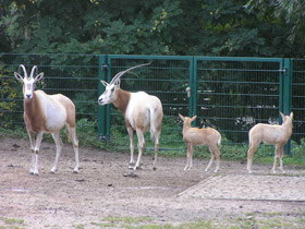 Фото Orix blanco