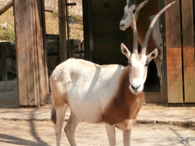 Фото Orix blanco