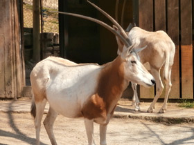 Фото Orix blanco