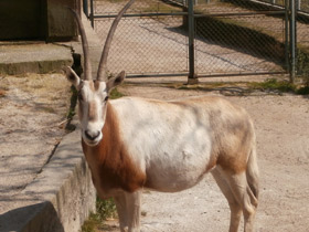 Фото Orix blanco