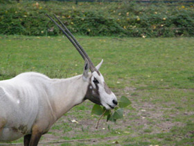 Фото Arabian oryx