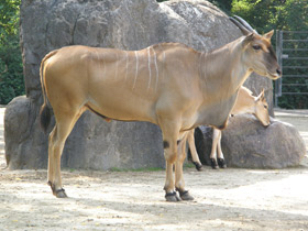 Фото Eland común