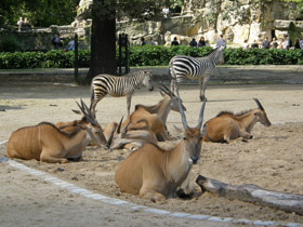 Фото Eland común