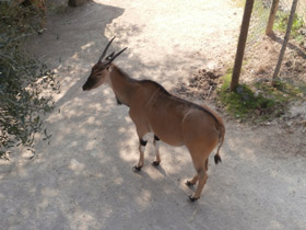 Фото Eland común