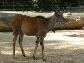 Фото Eland común