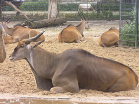 Фото Eland común