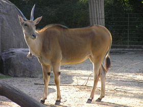 Фото Eland común