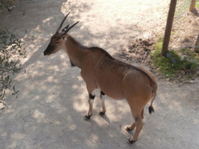 Фото Eland común