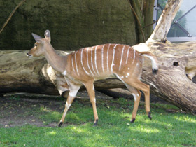 Фото Nyala