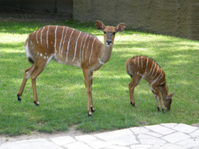 Фото Nyala