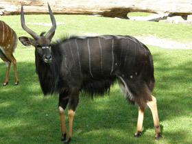 Фото Nyala