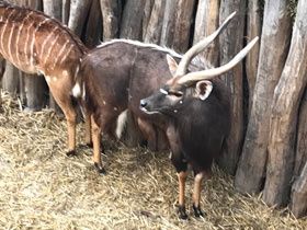 Фото Nyala