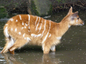 Фото Sitatunga