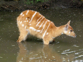 Фото Sitatunga