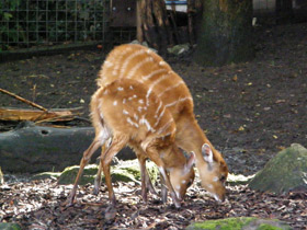 Фото Sitatunga