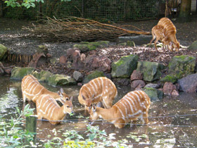 Фото Sitatunga