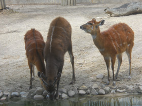 Фото Sitatunga