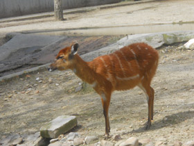 Фото Sitatunga