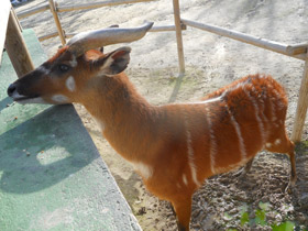 Фото Sitatunga