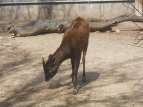 Фото Sitatunga