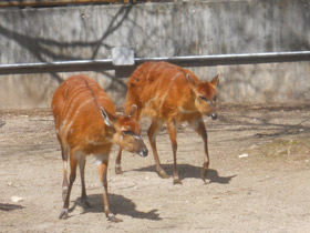 Фото Sitatunga