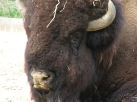 Фото Bisonte europeo