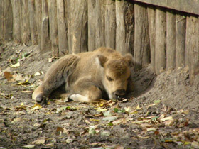 Фото Bisonte europeo