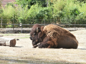 Фото Bisonte europeo