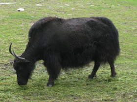 Фото Yak