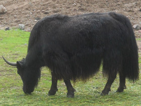 Фото Yak