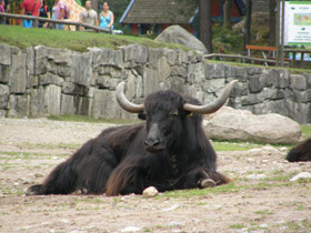 Фото Yak