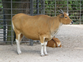 Фото Banteng