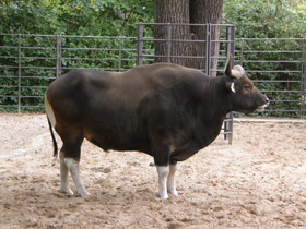 Фото Banteng