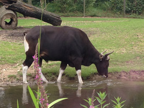 Фото Banteng