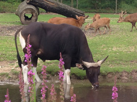 Фото Banteng