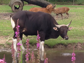 Фото Banteng