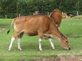 Фото Banteng