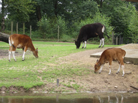 Фото Banteng