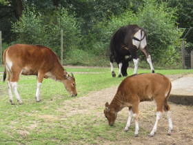 Фото Banteng