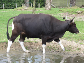 Фото Banteng