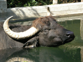 Фото Búfalo de agua